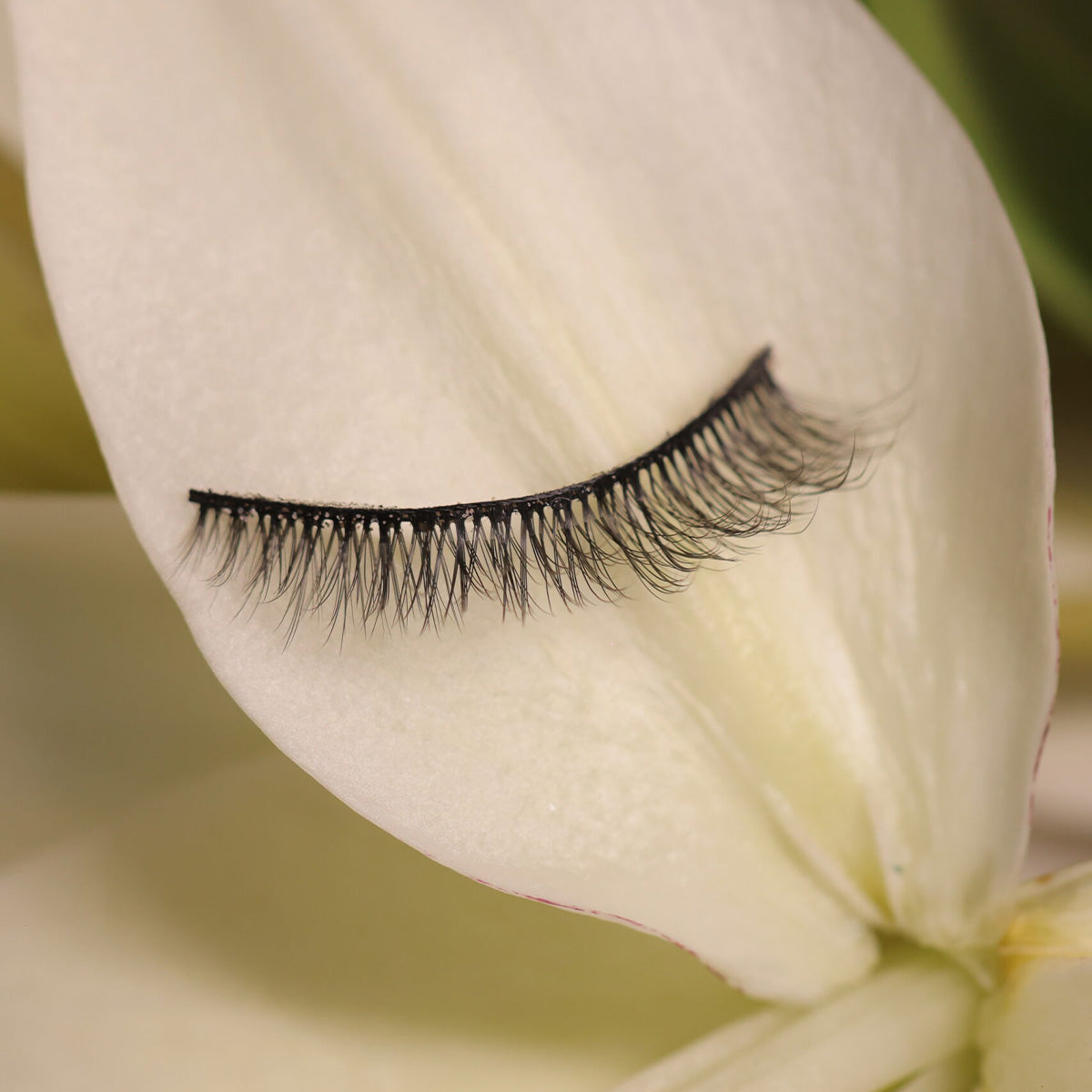 Lily
